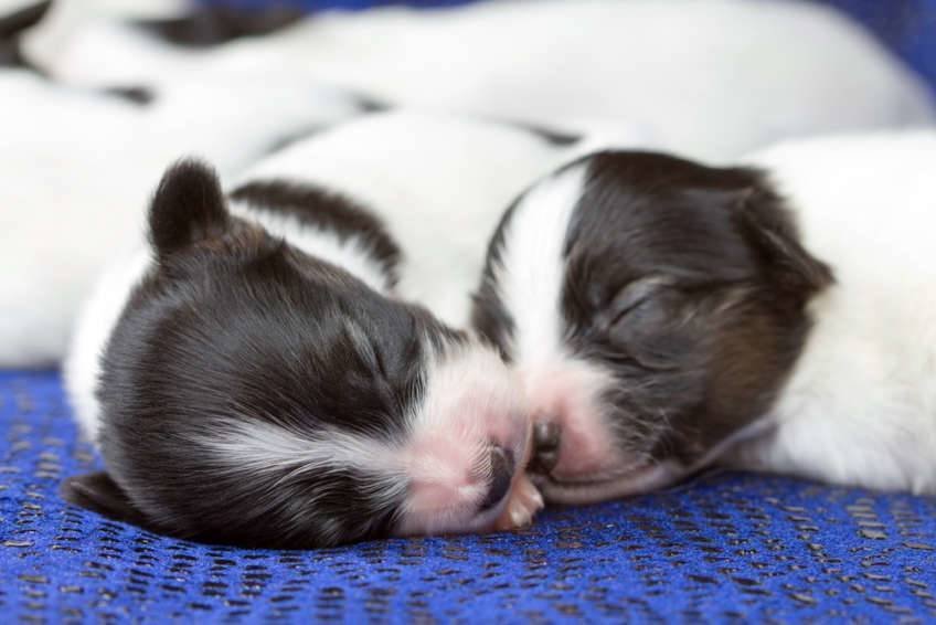 Cachorros durmiendo