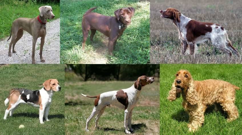 Perros de caza, bracos y retriever