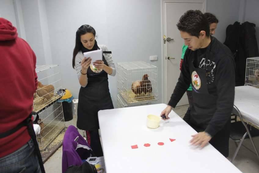 Chicken Camp - nivel I