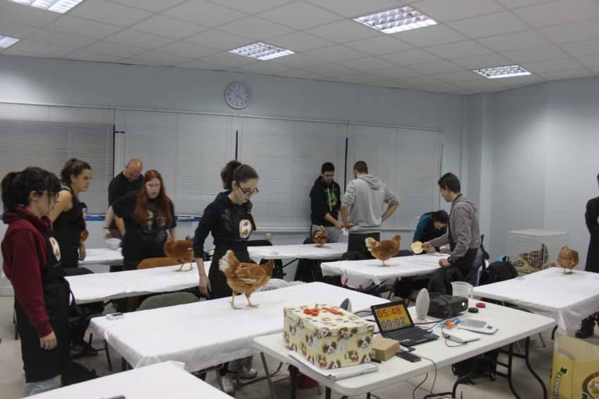 Chicken Camp - nivel I