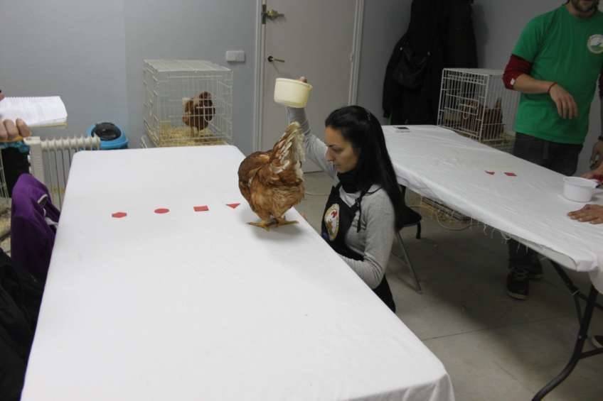 Chicken Camp - nivel I