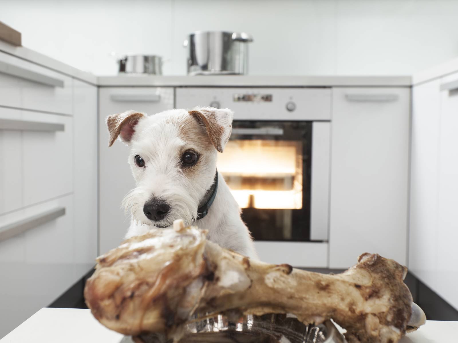 Terrier a punto de darse un festín