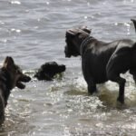 Conociendo nuevos compis de juegos