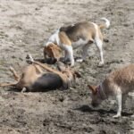 Juegos muy perros...