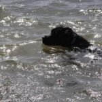 Hubo mucho tiempo para nadar y refrescarse