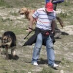 Gus y Carlos - Salida de socialización canina