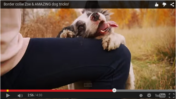 Vídeos seleccionados de Siente a tu Perro