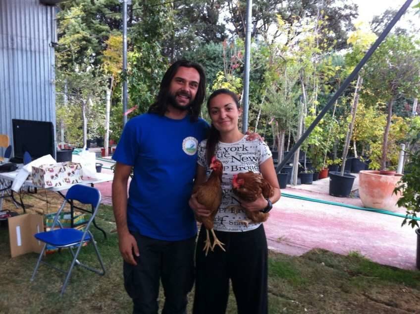 Chicken II - señales