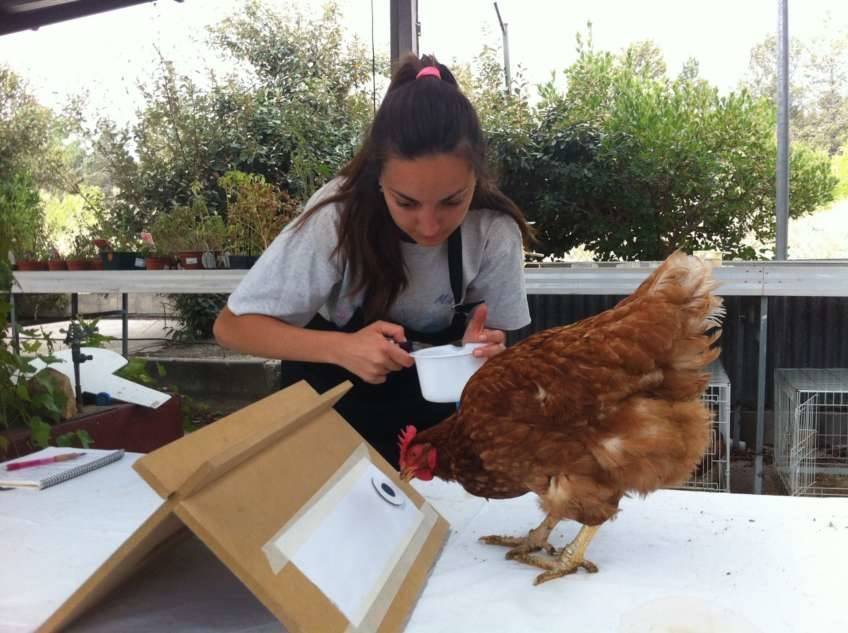 Chicken II - señales