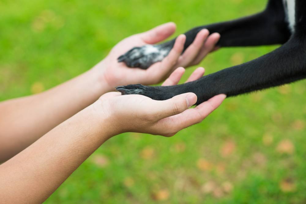 Vínculo y confianza