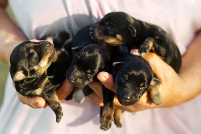 Período Neonatal del cachorro