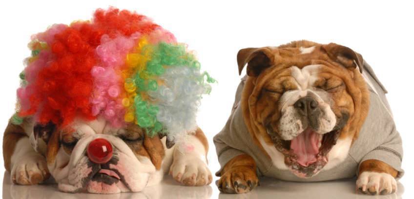 El adiestramiento es un juego