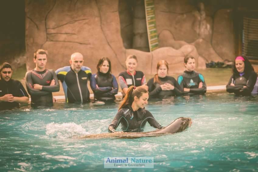 Seminario de leones marinos en Río Safari