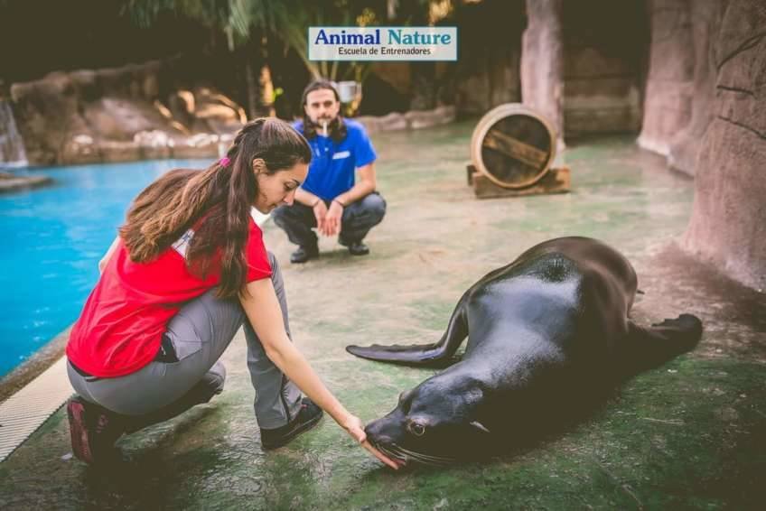 Entrenamiento de leones marinos