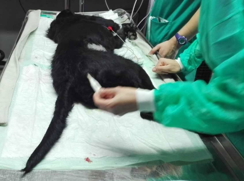 Perro en el quirófano