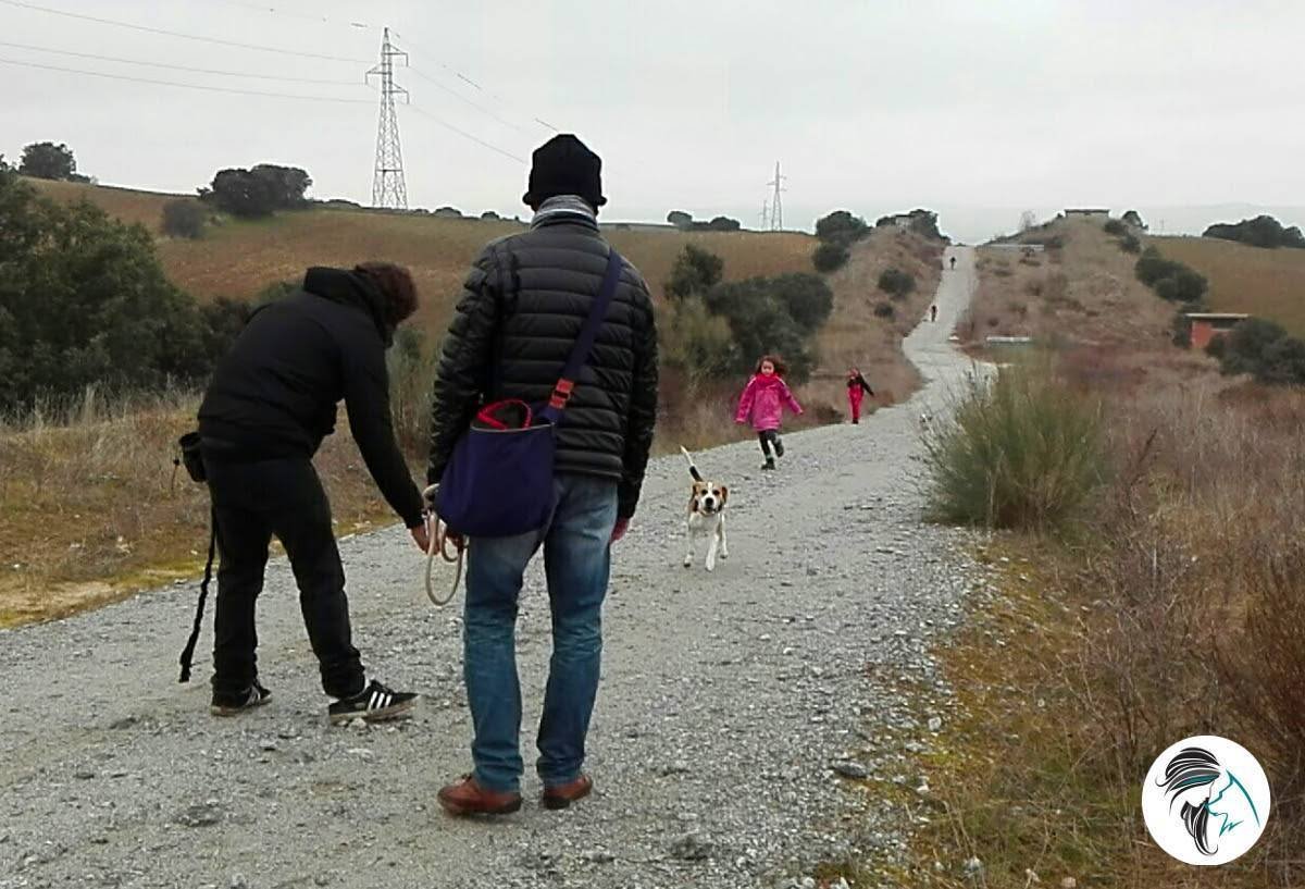beagle corriendo a la llamada