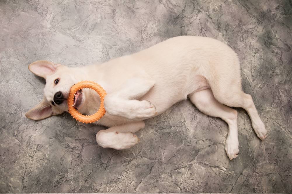 Perro adoptado solo en casa