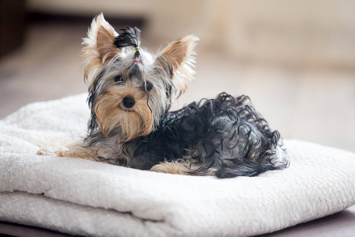 Yorkshire terrier tumbado en una toalla