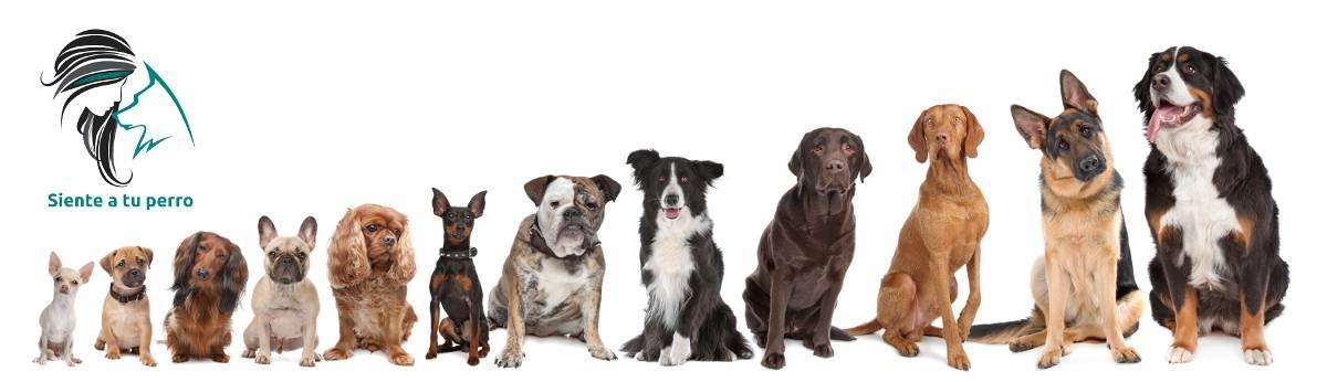 Estudio áarbol genealógico de perros domésticos