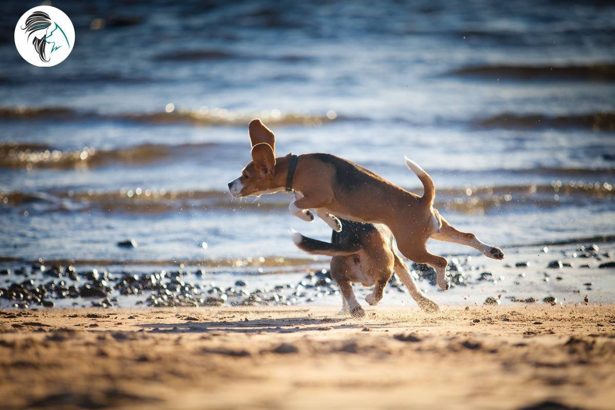 Perros jugando en la playa