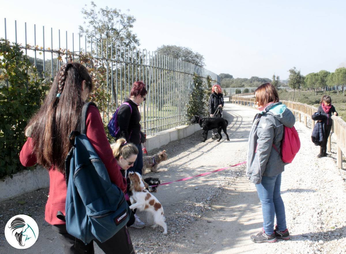 Salidas de socializacion canina