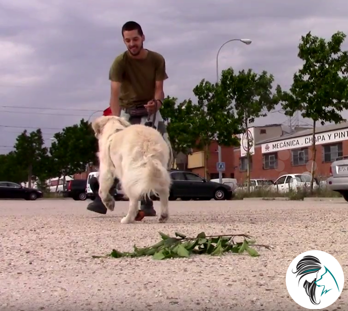 clase grupal de adiestramiento canino en Alcorcón