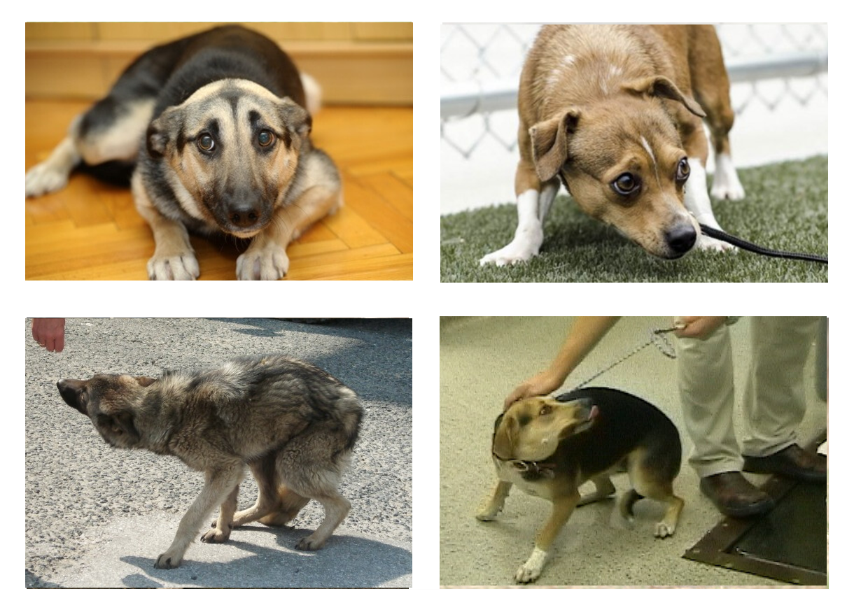 Perros en posición de miedo o inseguridad