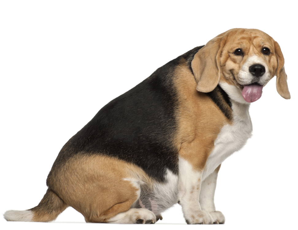 Perro obeso