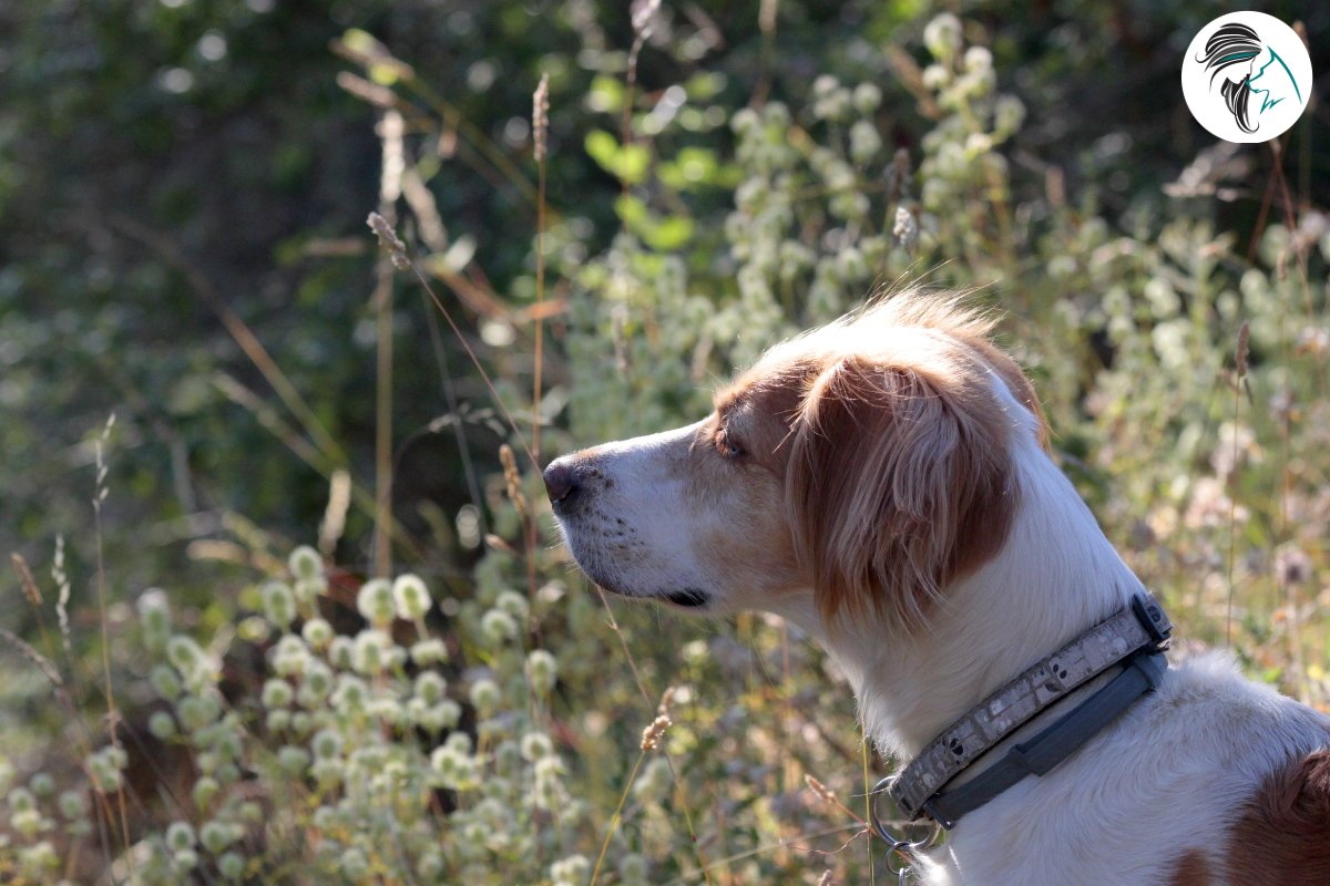 Perra de ayuda comportamiento canino