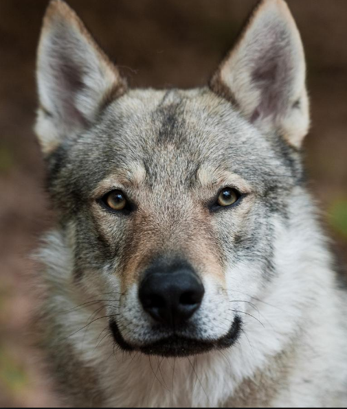 perro lobo checoslovaco