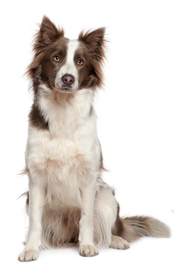 Border Collie - raza de perro