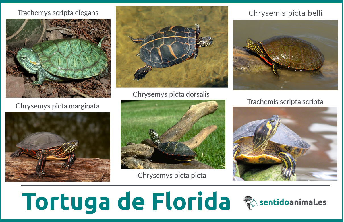 Tipos de Tortuga de florida