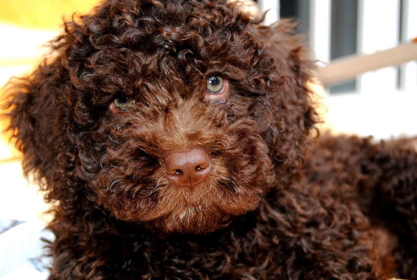 Perros de agua español - cachorro