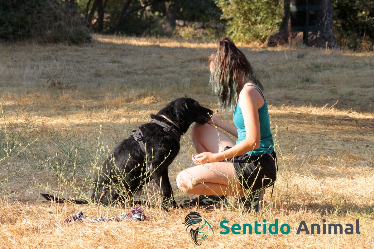 apoyo a perros con miedo