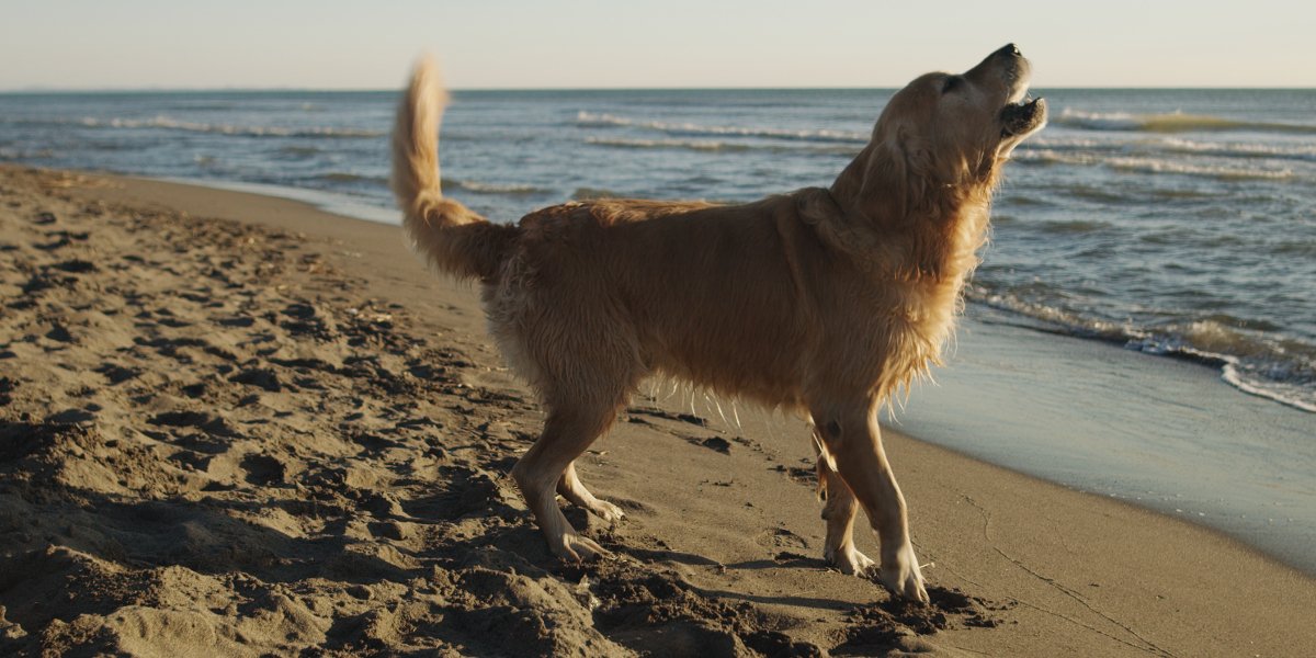 Golden Retriever en la playa en otoño
