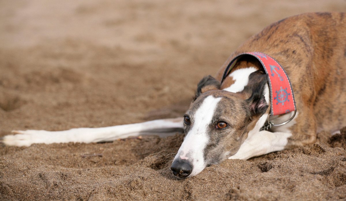 Galgo_Español_en_la_arena