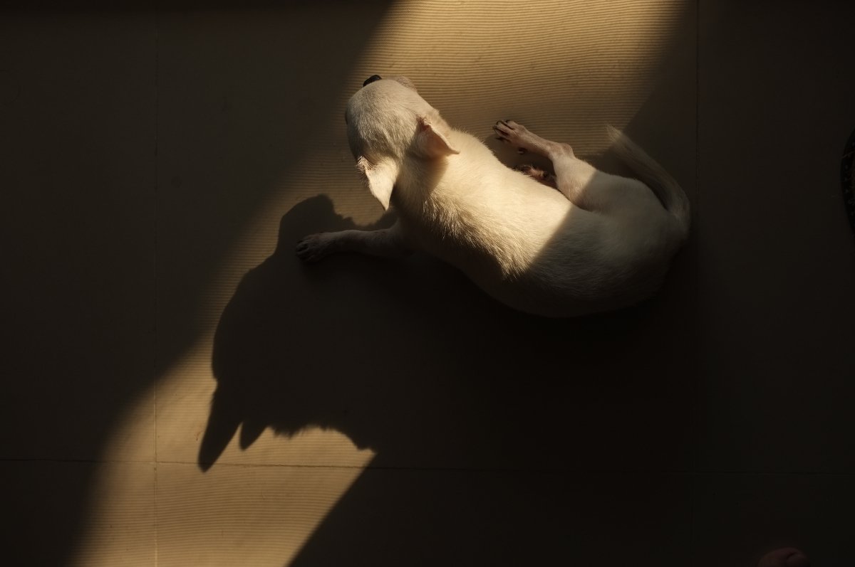 Ansiedad por separación