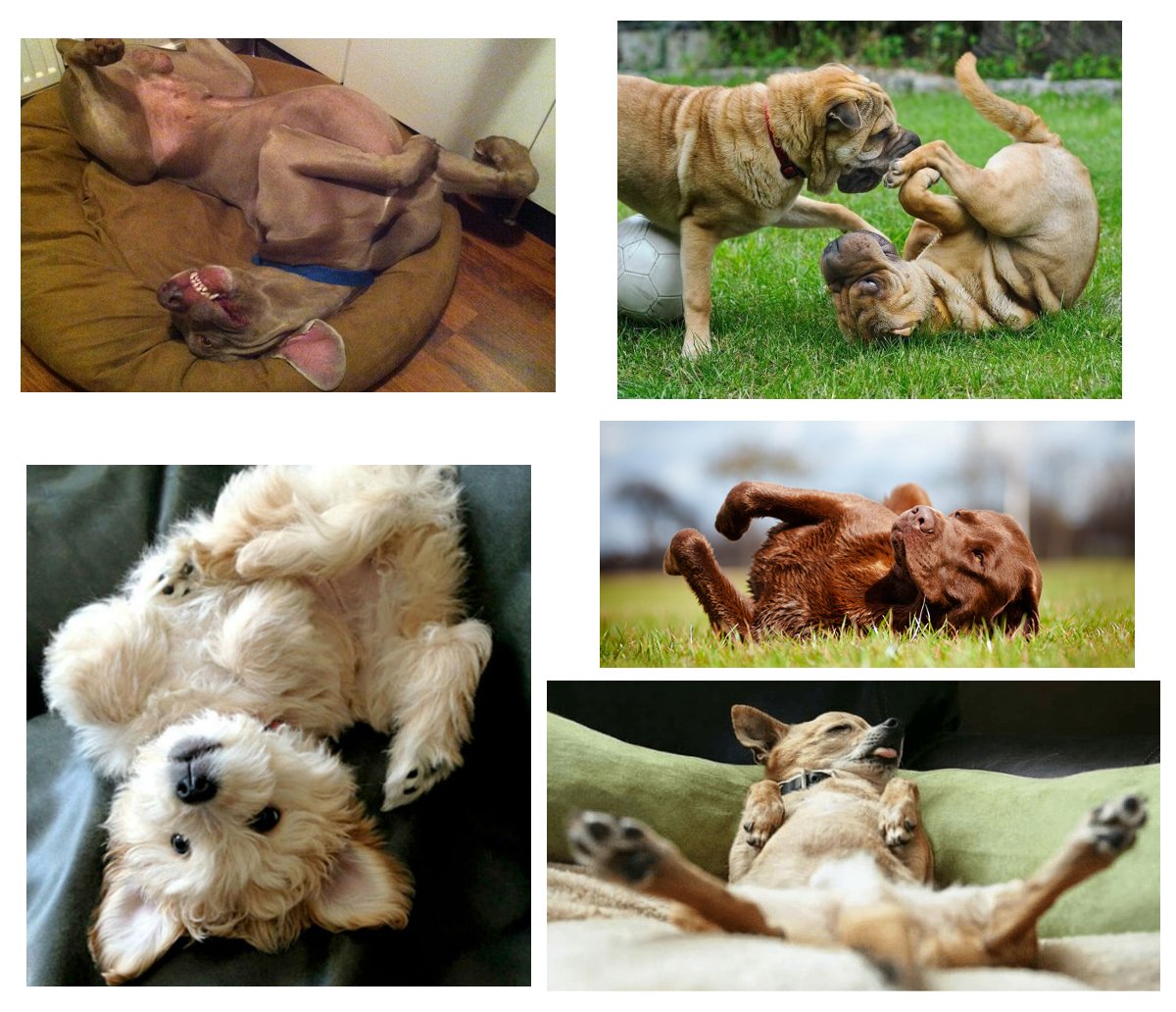 posición de panza arriba