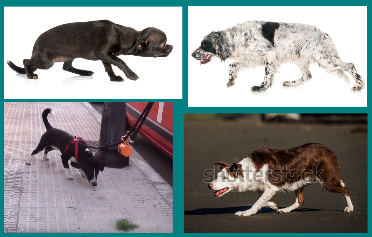 Acecho - comunicación canina