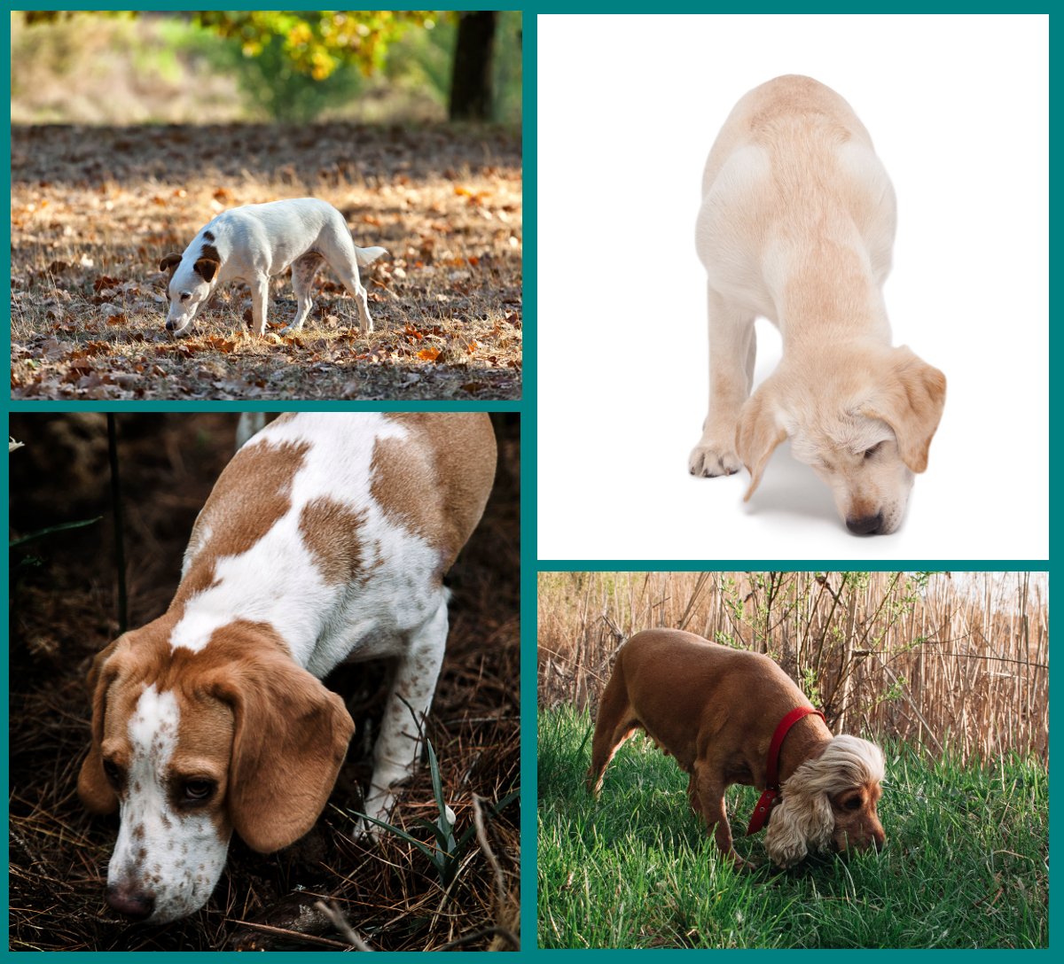 Olfateo en los perros - comunicación canina