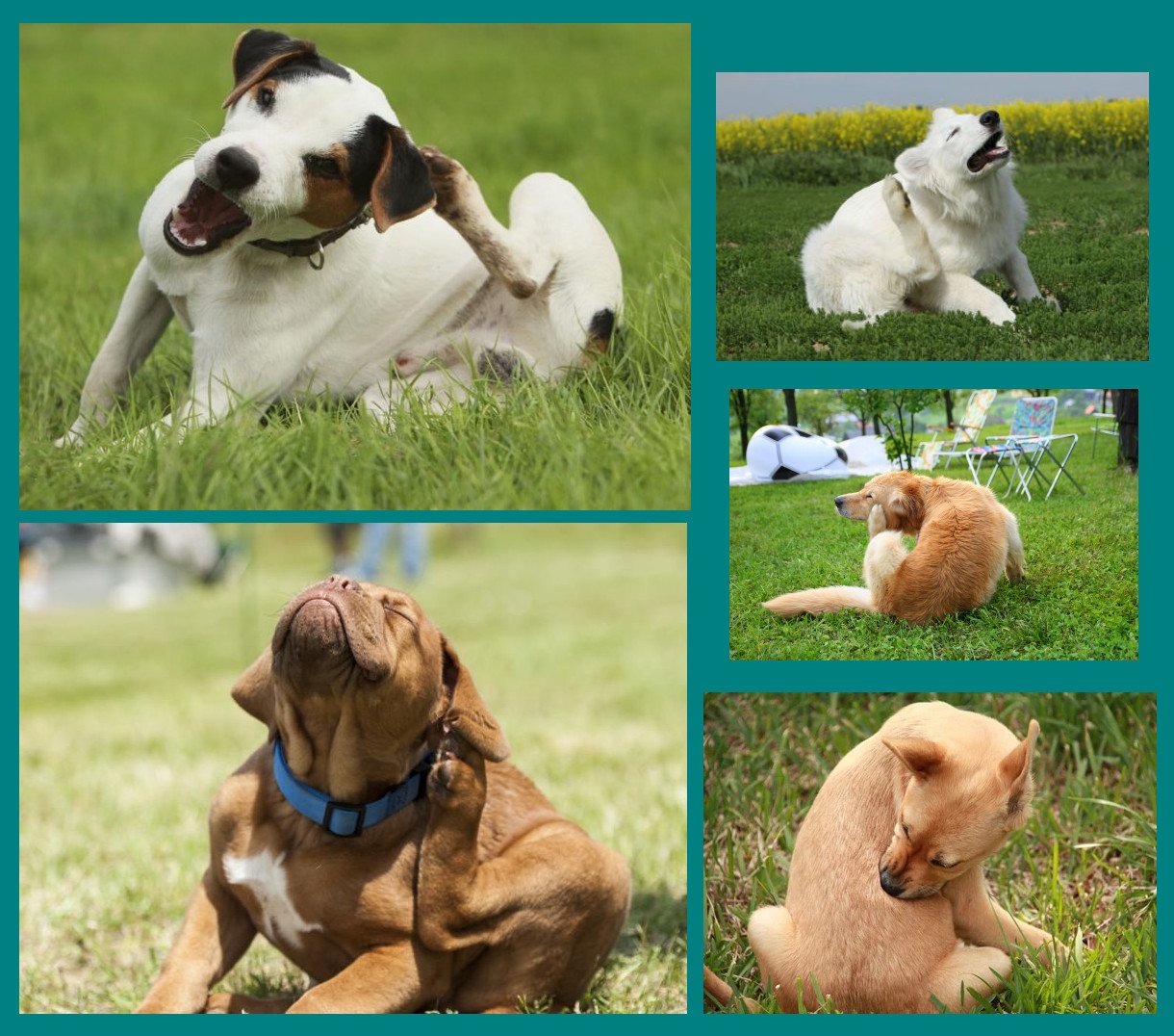 Rascarse - comunicación cnaina