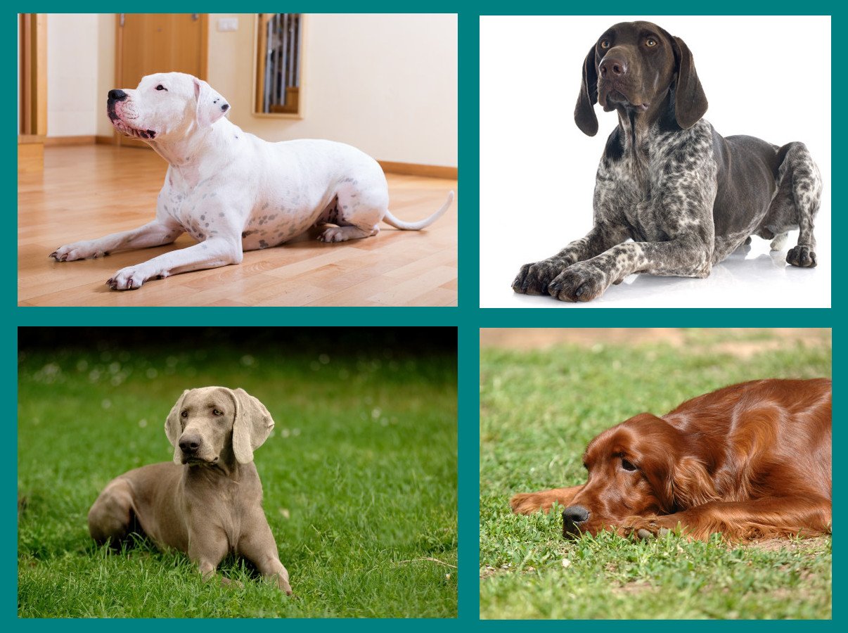 Tumbado como una esfinge - comunicación canina