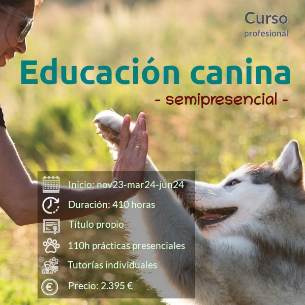 mujer chocando su mano con la pata de un pero Husky