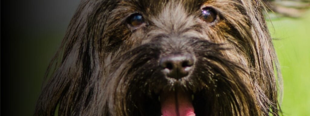 prácticas en educación canina