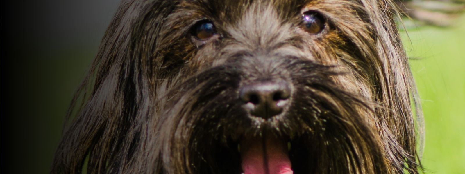 prácticas en educación canina